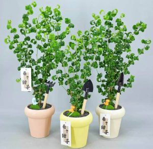 Ficus Benjamina Barok