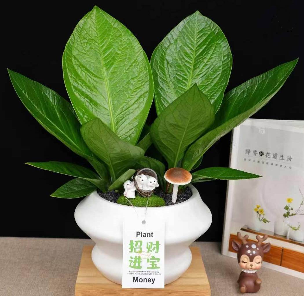 アンスリウム Jenmanii のボール紙-専門の中国の生きている植物
