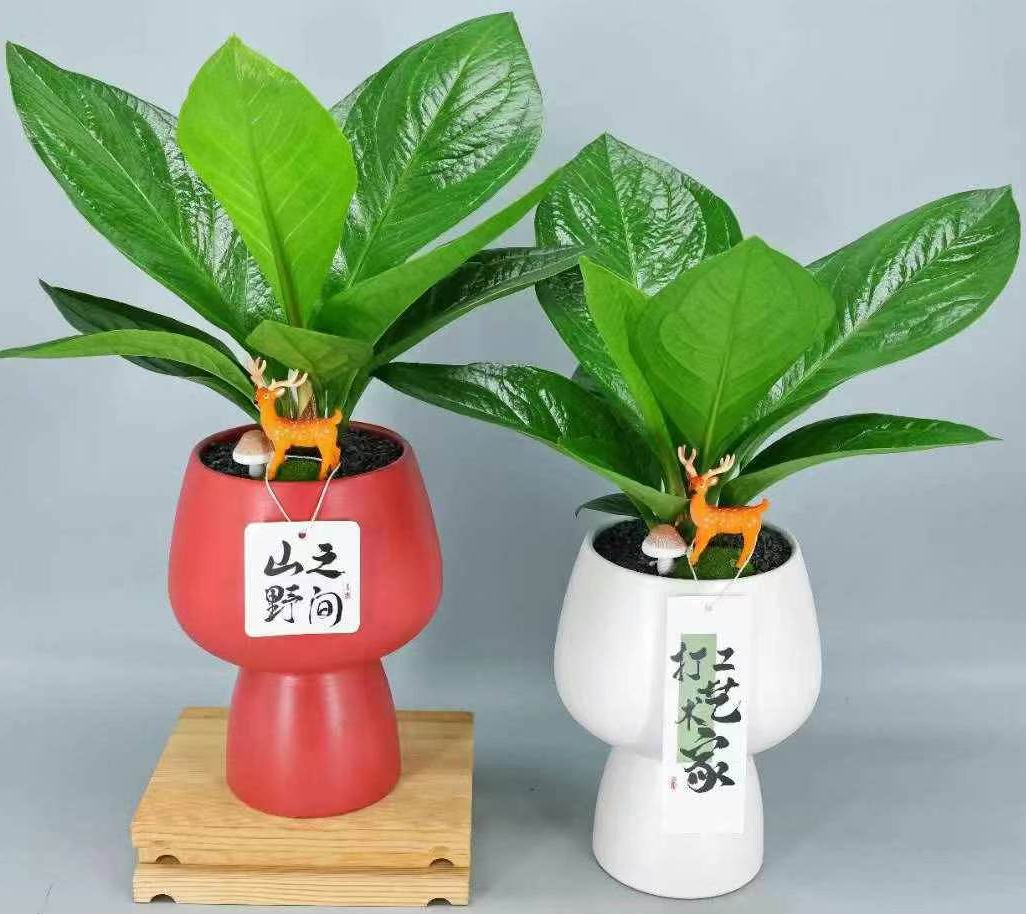 ◎＿◎；）☆斑入り アンスリウム・ジェンマニ☆Anthurium jenmanii