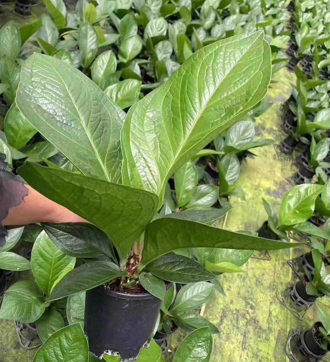 アンスリウム Jenmanii のボール紙-専門の中国の生きている植物の製造