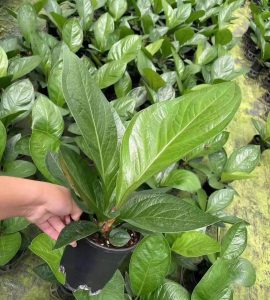 アンスリウム Jenmanii のボール紙-専門の中国の生きている植物の製造