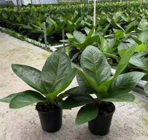 アンスリウム Jenmanii のボール紙-専門の中国の生きている植物の製造