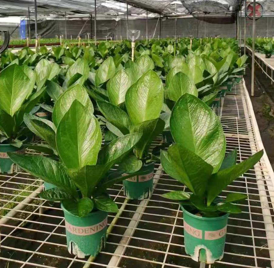 アンスリウム Jenmanii のボール紙-専門の中国の生きている植物の製造