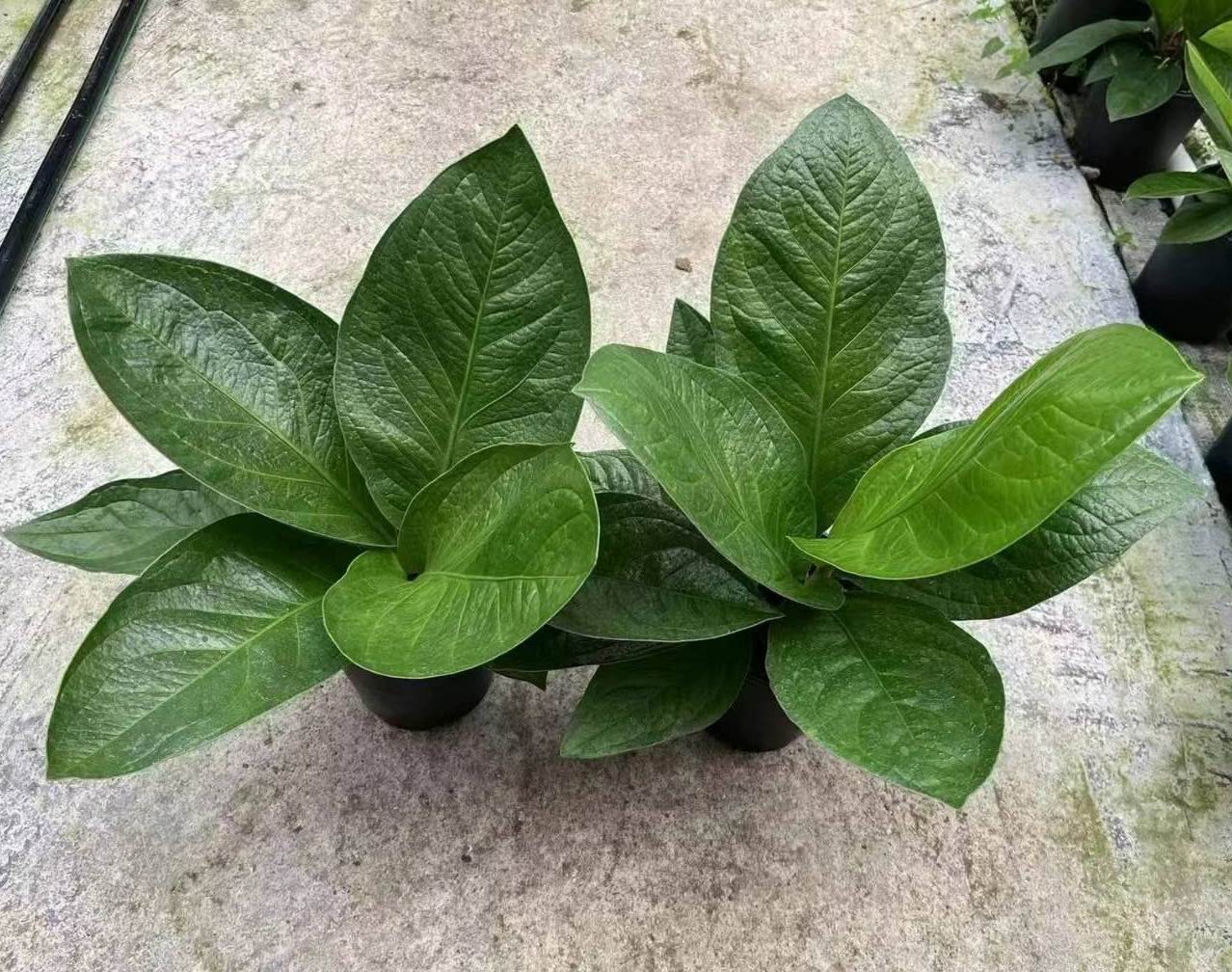 アンスリウム Jenmanii のボール紙-専門の中国の生きている植物の製造