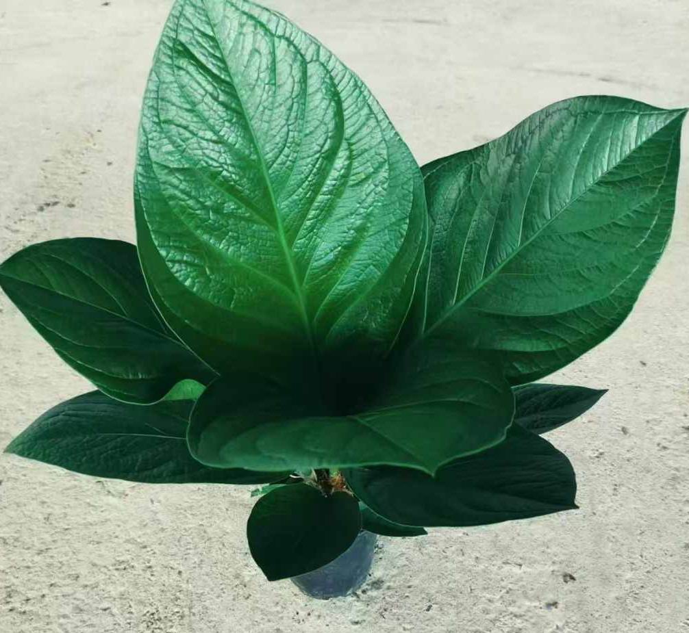 アンスリウム Jenmanii のボール紙-専門の中国の生きている植物の製造