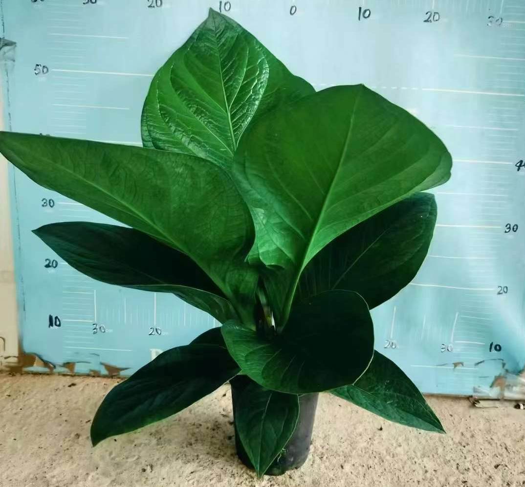 アンスリウム Jenmanii のボール紙-専門の中国の生きている植物の製造