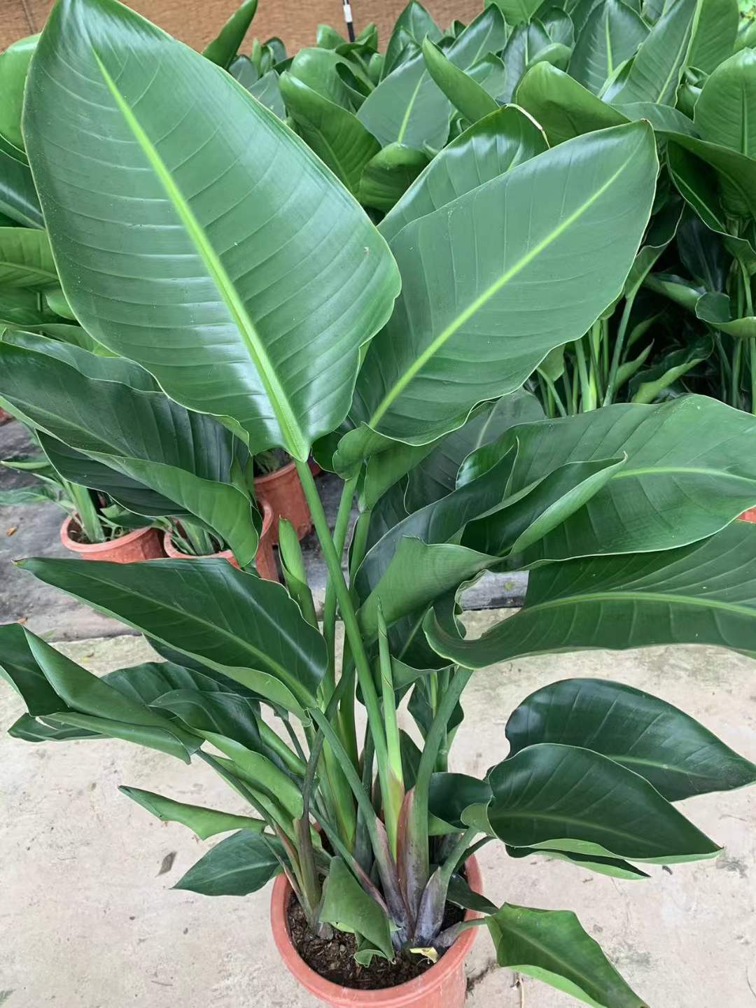 Strelitzia Reginae - 中国の専門ライブ植物サプライヤー - Iplantre