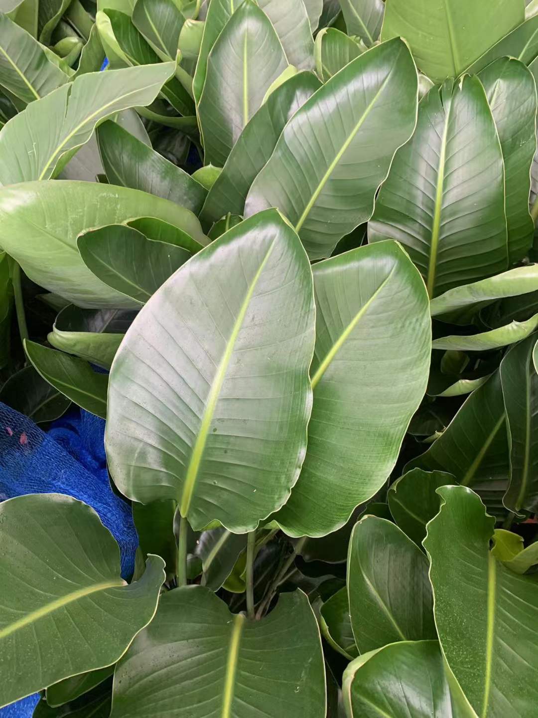 Strelitzia Reginae - 中国の専門ライブ植物サプライヤー - Iplantre