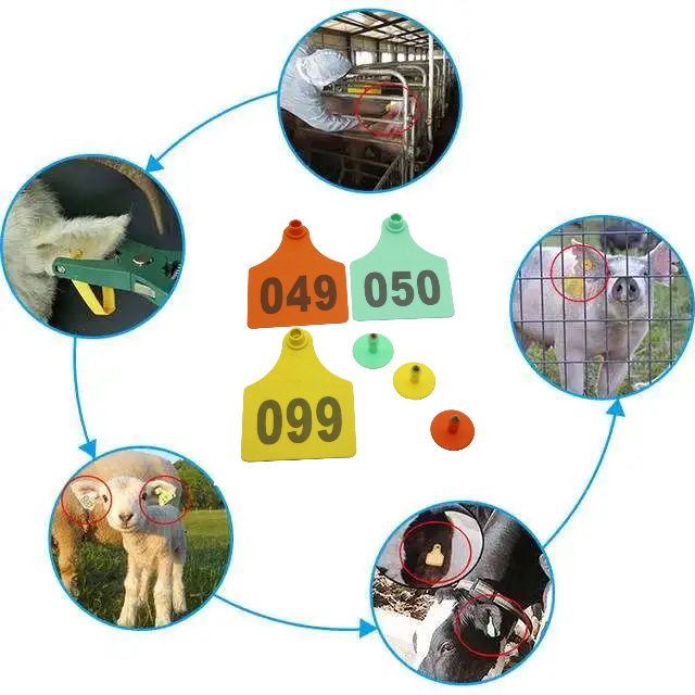Animal tagging process with numbered ear tags in farm settings.