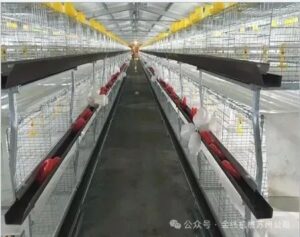 Een artikel om te begrijpen: PP speciale transportband extrusie productielijn voor de fokkerij - een efficiënt mestreinigingsmiddel voor fokkerijen