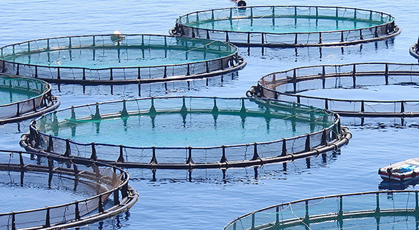 Aquaculture & Fish Farming